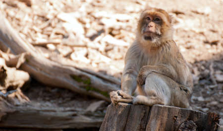 Barbary Macaque Monkey (Macaca sylvanus) Sitting on Tree Stumpの写真素材