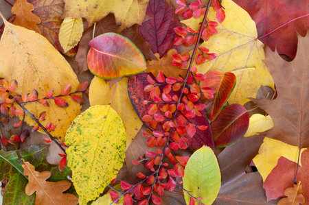 Autumn Background  Color Leafs on Wooden Background