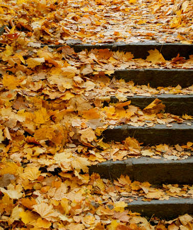 Stone Stairs Covered With Orange Autumn Leavesの写真素材