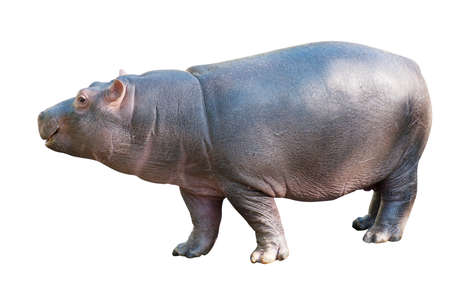 Baby Hippo Isolated on White Backgroundの写真素材