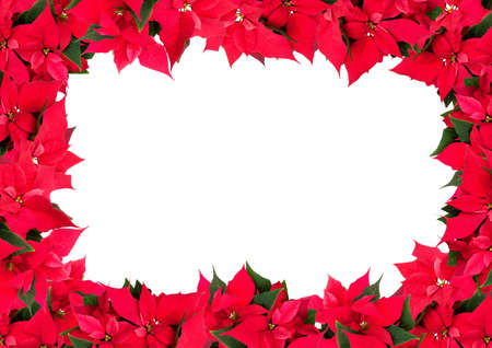 Christmas Frame of Flowers - Poinsettia (Euphorbia pulcherrima) on White Backgroundの写真素材