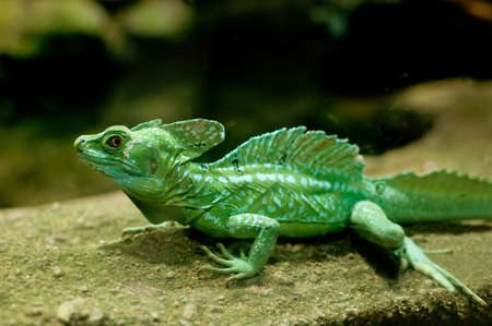 Green Basilisk (Basiliscus plumifrons)の写真素材
