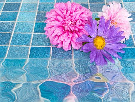 Pink and Violet Dahlia Flowers on Blue Bathroom Tilesの写真素材