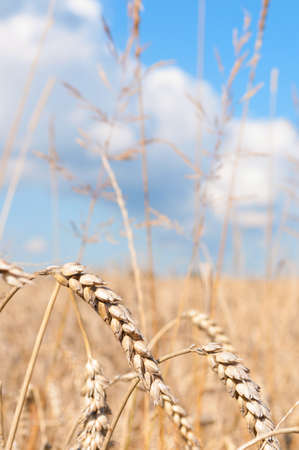 Ripening ears of yellow wheat field under blue skyの写真素材
