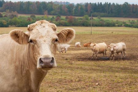 Herd of cows grazing on the autumn meadowの写真素材