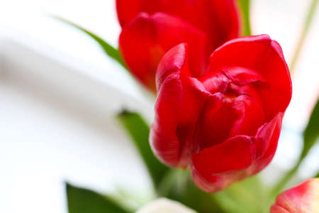 Red Flowers Tulips Close Up on White Backgroundの写真素材