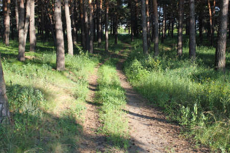 Old Road through the Pine forest In Sunny Summer Dayの写真素材