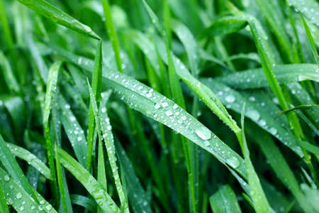 Green grass with drops of water or dewの写真素材