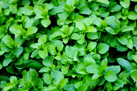 Green grass with drops of waterの写真素材