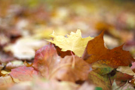 Autumn Landscape with yellow fallen leaves on the groundの写真素材
