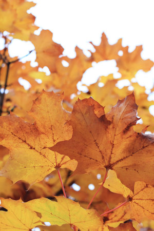 Autumn Landscape with Yellow Leaves Against the Sky