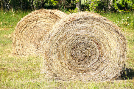 Hay Bales on the Summer Field - is a picturesque photograph of a mowed and hays in summer sunlight...