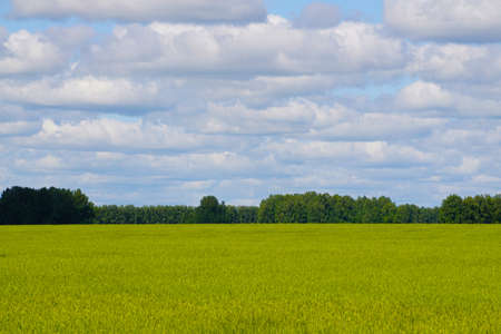 Summer is sow field - is a picture with an even unripe field crop behind a sown field, a plant, wheat, great for themes of summer, holidays, agrarian area, field cultivation, agriculture, nature!の写真素材