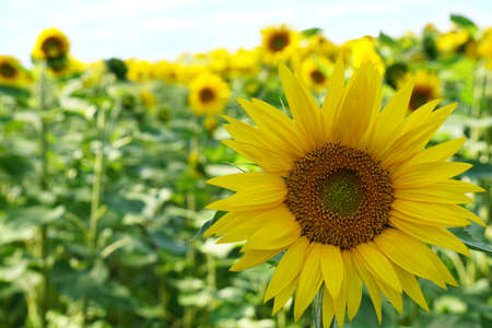 Sunflower Flower Yellow - is a beautiful color picture of the sunflower, helianthus! It is the perfect photo for any project with themes of nature, vegetation, field, agriculture, sunflower, yellow fの写真素材