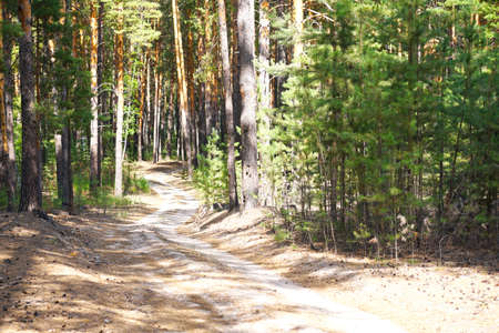 The Road in a Coniferous Pine Forest Summer Timeの写真素材