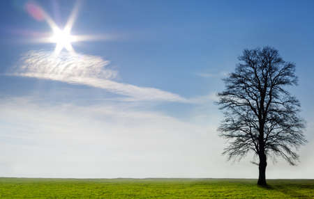 Tree on field on a sunny autumn or spring day. ultra large size {shot on PhaseOne P45}の写真素材