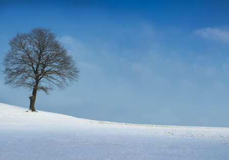 Tree on snow covered field on a sunny winter day. ultra large size {shot on PhaseOne P45}の写真素材