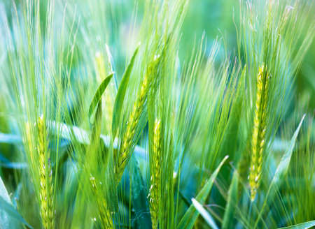 young wheat - soft backgroundの写真素材