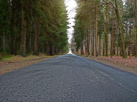 country road into a forrest at sunset, cloudy backlite shot  perfect for car and motorcycle copy spaceの写真素材