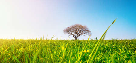 A lonely old bald tree on a fresh green meadow, a vibrant rural landscape with blue skyの写真素材