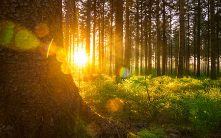Silent Forest in spring with beautiful bright sun rays - wanderlustの写真素材