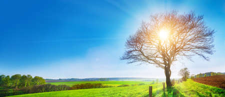 A lonely old bald tree on a fresh green meadow, a vibrant rural landscape with blue skyの写真素材