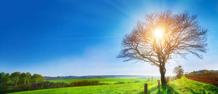 A lonely old bald tree on a fresh green meadow, a vibrant rural landscape with blue skyの写真素材