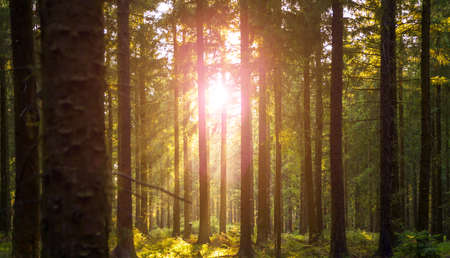 Silent Forest in spring with beautiful bright sun rays - wanderlustの写真素材