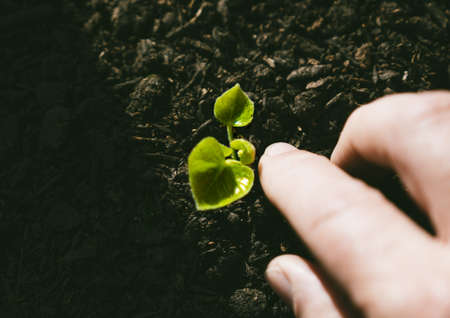 Young Plant Growing In Sunlightの写真素材