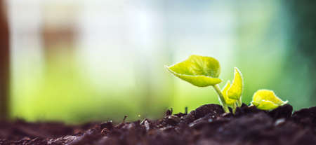 Young Plant Growing In Sunlightの写真素材