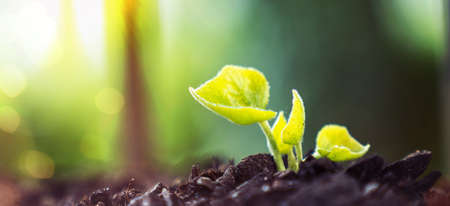 Young Plant Growing In Sunlightの写真素材
