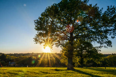 A lonely old bald tree on a fresh green meadow, a vibrant rural landscape with blue skyの写真素材