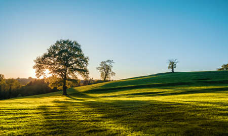 A lonely old bald tree on a fresh green meadow, a vibrant rural landscape with blue skyの写真素材