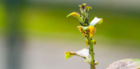 The flock of small black aphids on a stem of a plantの写真素材