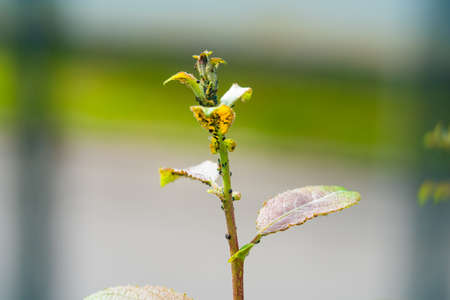 The flock of small black aphids on a stem of a plantの写真素材