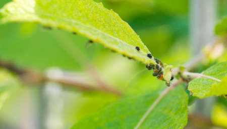 The flock of small black aphids on a stem of a plantの写真素材