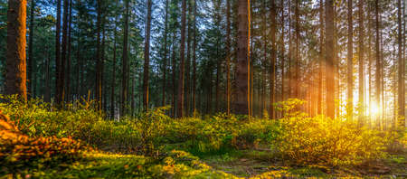 Silent Forest in spring with beautiful bright sun rays - wanderlustの写真素材