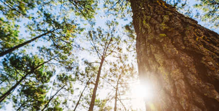 Silent Forest in spring with beautiful bright sun rays - wanderlustの写真素材