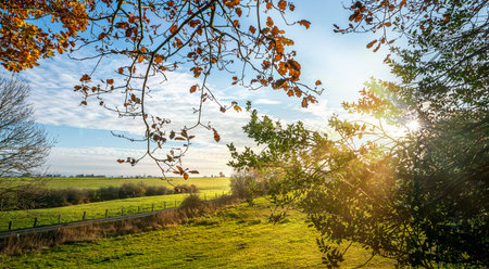 Beautiful Forest in golden autumn with beautiful bright sun rays - wanderlustの写真素材