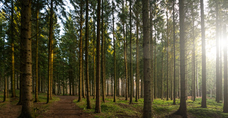 Beautiful Forest in golden autumn with beautiful bright sun rays - wanderlust