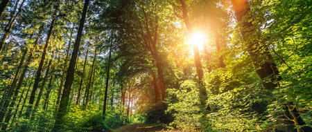 Silent Forest in spring with beautiful bright sun rays - wanderlustの写真素材