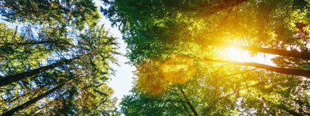 Silent Forest in spring with beautiful bright sun rays - wanderlust