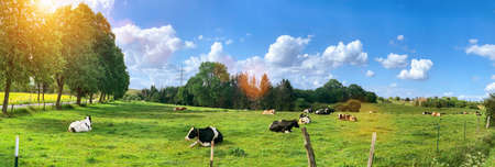 Green field with cows trees and blue sky. Panoramic view to grass, trees and flowers on the hill on sunny spring dayの写真素材