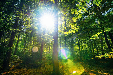 Silent Forest in spring with beautiful bright sun rays - wanderlustの写真素材