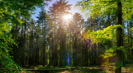 Silent Forest in spring with beautiful bright sun rays - wanderlustの写真素材