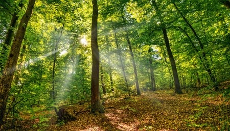 Silent Forest in spring with beautiful bright sun rays - wanderlust