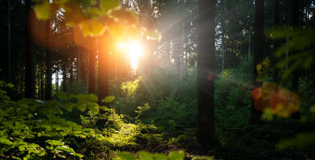 Silent Forest in spring with beautiful bright sun raysの写真素材