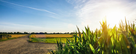 Corn or miaze field garden agriculture in countryside