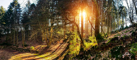Silent Forest in spring with beautiful bright sun rays - wanderlustの写真素材