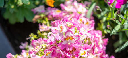 close up shot of farmer orchid - Shizanthus placed in wonderful garden arrangement on a beautiful summer day, selected focus with blurry background. large format wallpaper size.の写真素材